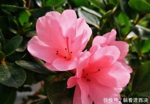 家里养杜鹃、山茶、栀子花,用点几毛钱的它,马上绿油油、花苞多