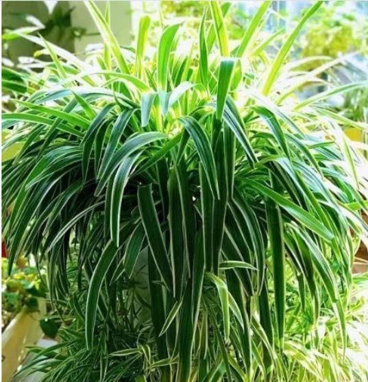 花卉|养花换盆时,多“加”1物,花卉“10年”不烂根,叶子绿,开花多