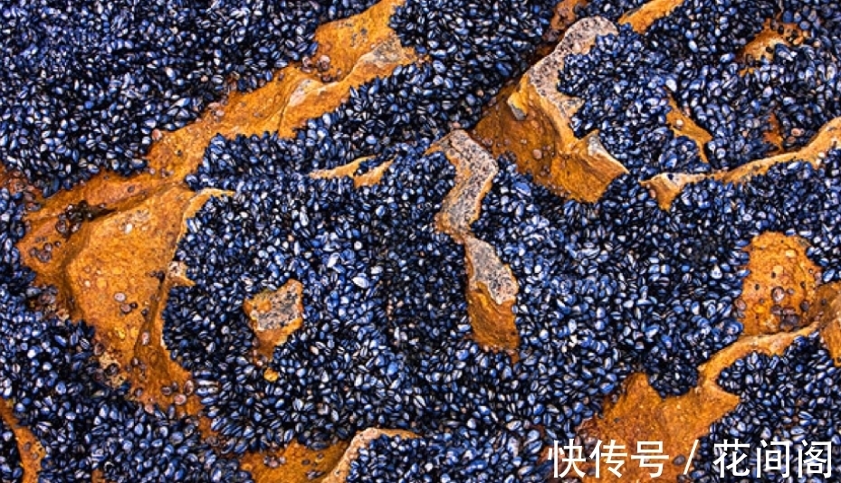 织纹螺|比眼镜蛇毒强80倍的剧毒,为何出现在吃了几十年的海鲜里?