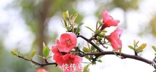 全宋诗@苏轼的10首宋诗,不输其词,皆是名篇,值得收藏