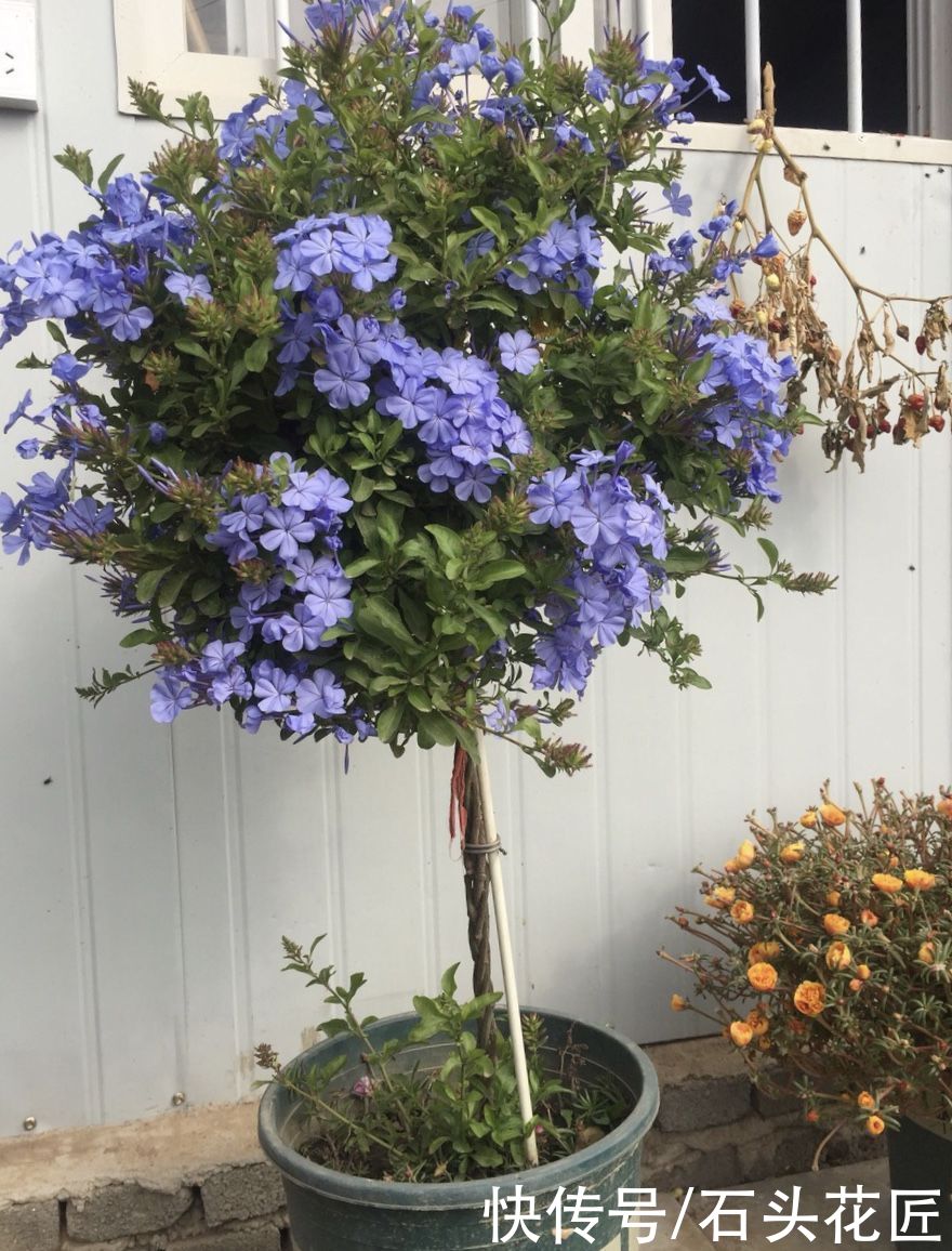 3月养蓝雪花，挖开花盆有“惊喜”，注意3点夏天开成“大花球”