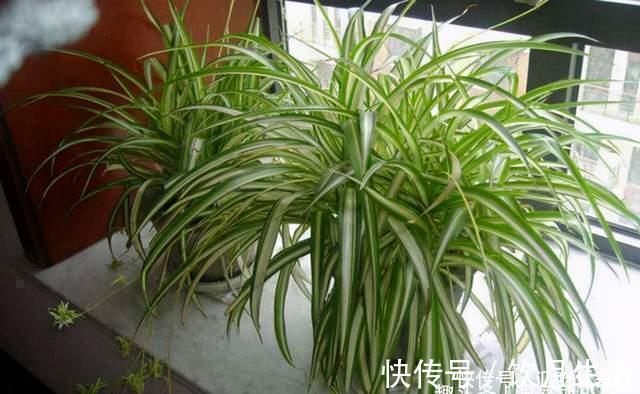 吊兰有“三怕”，避开不黄叶，野性足“猛抽穗”，一年长成绿瀑布