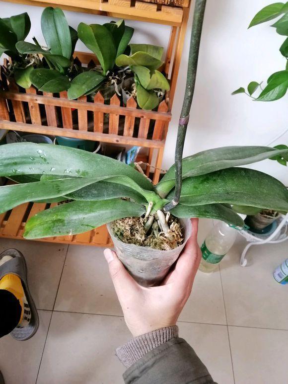 空气湿度|烂根的蝴蝶兰别扔,学会这么做,猛窜花枝,年年都开花