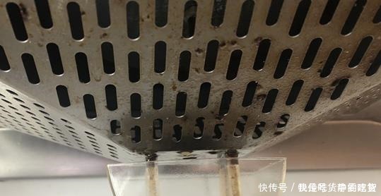 养花|什么残茶水、蚯蚓粪都不如它，往盆里埋10滴，叶子油亮开花旺！