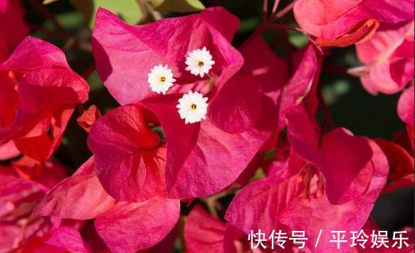 三角梅服盆之后的养护,做好几点,新芽蹭蹭长,花开爆盆