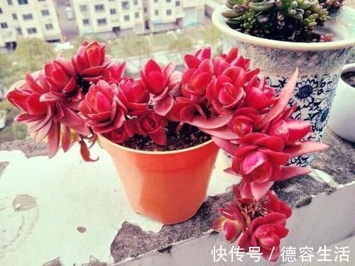 阳台|喜欢养多肉努力集齐这9个色系吧,放在阳台上色彩斑斓,非常好看
