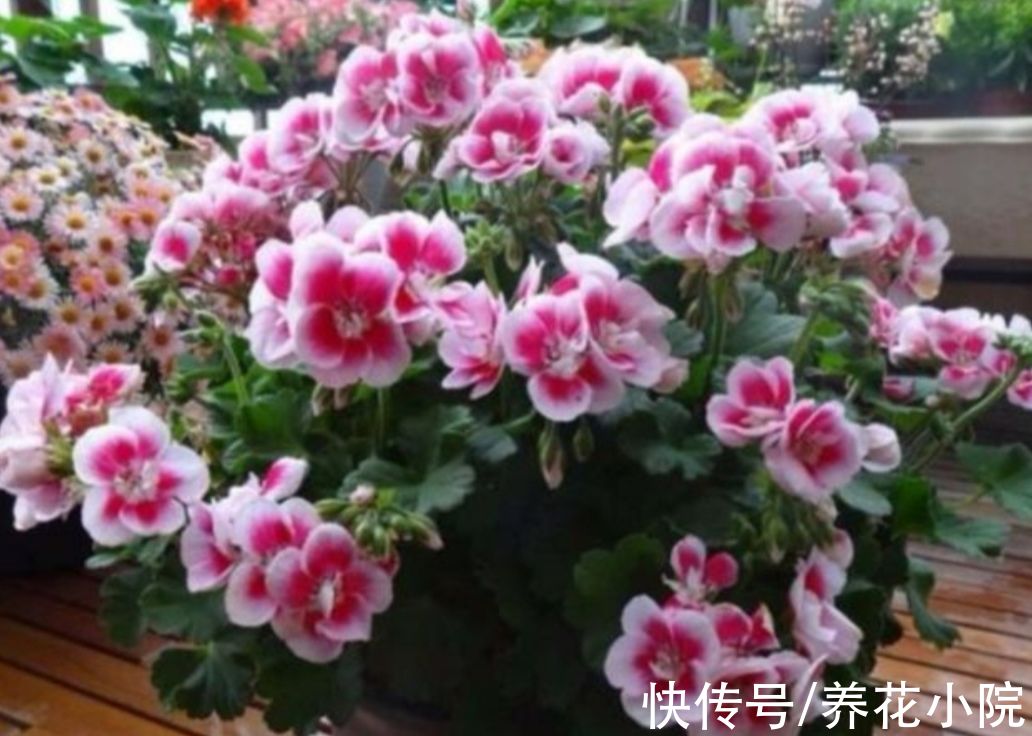 三种花要“穷养”,10月以后“虐一虐”,花苞长满枝头
