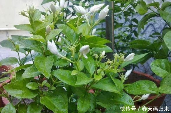 厨房油烟机废油该怎么处理摸清使用技巧,养花不用掏钱买肥料