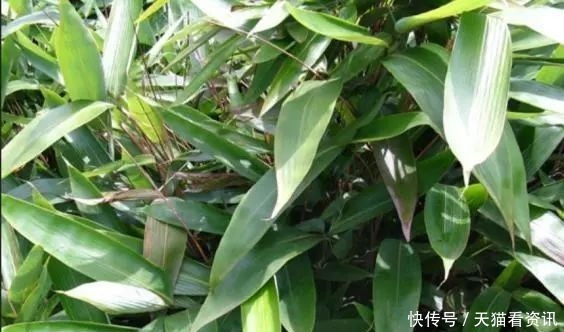 珍惜|路边一种野草,叶子像竹叶,但价值颇高,见到请珍惜