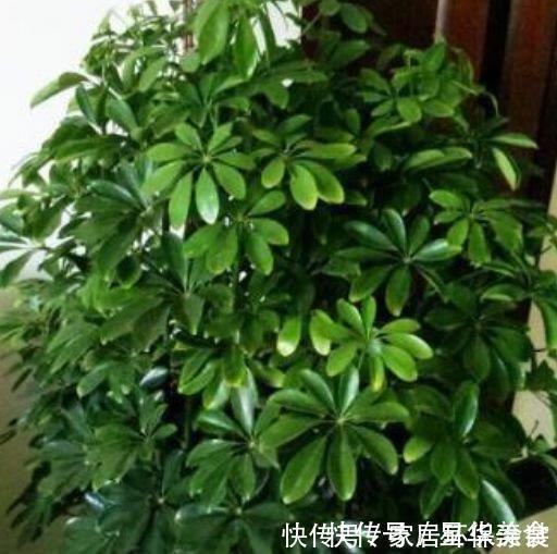 净化|3种花养了就爆盆，好养又便宜，家里空气好，比净化器管用