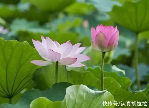 北宋&太极图由他显名,易学造诣震古烁今,他的思想统治思想界五百多年