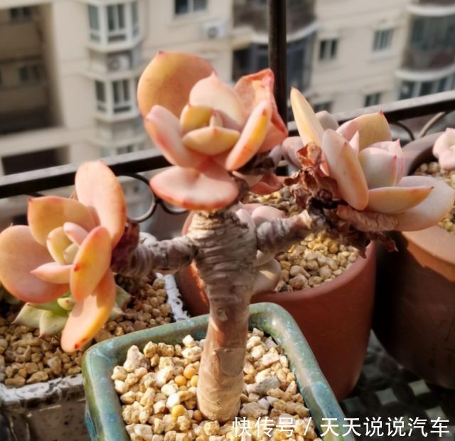 养多肉白凤,做好几件事,几个环节,哪个都不能少