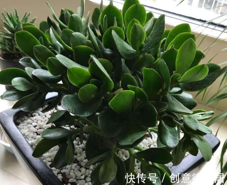 叶片|玉树枝叶疯长,杂乱没精神该怎么办?从这4方面入手改造就够了