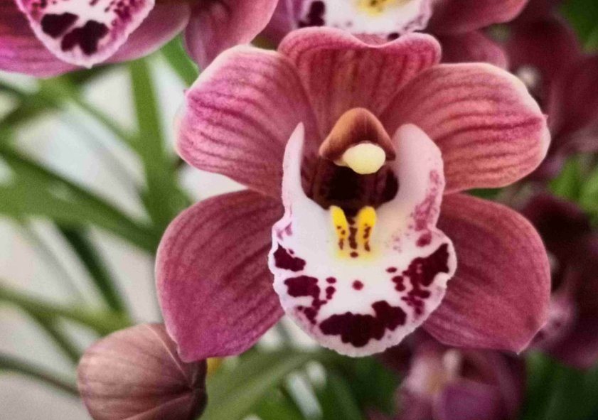 养兰花不如养这种花,花大如拳头,碾压其它年宵花