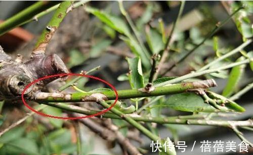 救治梅花枯枝病,做好几点就够了,快来了解一下