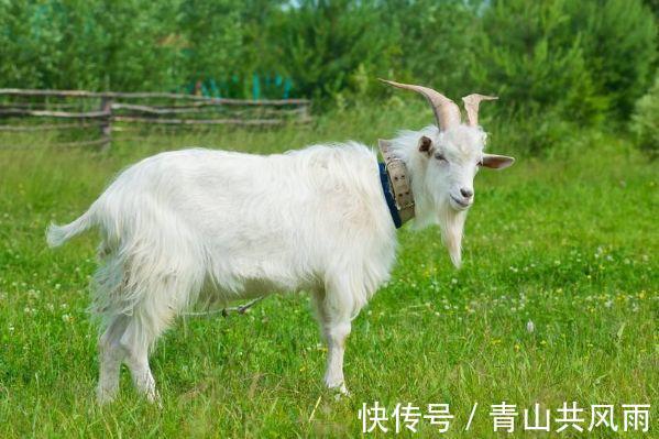 运气很好,能赚到不少的几个生肖,一辈子都不会缺钱