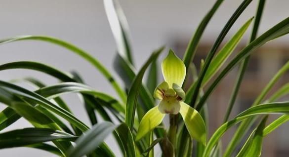 垃圾桶旁边的兰花捡回家,做好6点,让抛弃者后悔