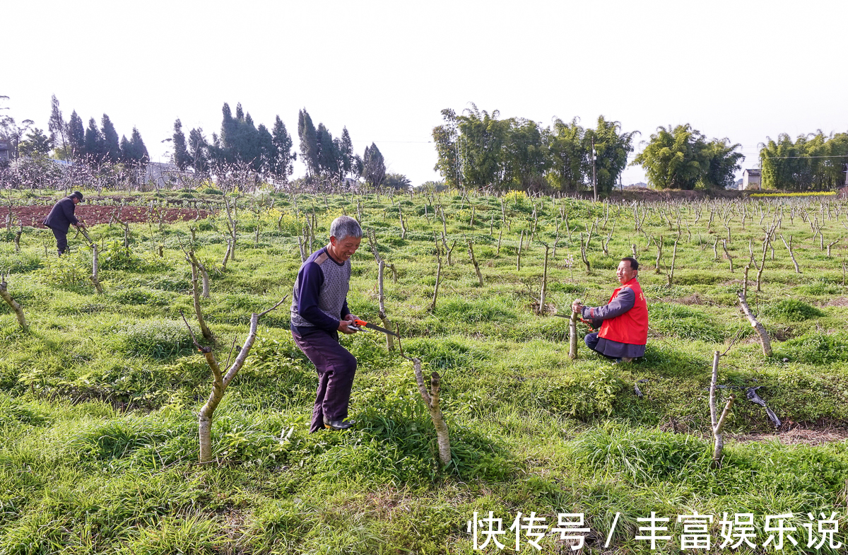 桃子|潼南赏花地图郭坡村的桃花开了，工作人员却说桃子熟了来随便吃