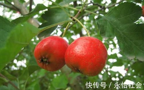 桂花茶|子宫肌瘤缠身不要慌,女人每天吃点“它”,让肌瘤慢慢远离你