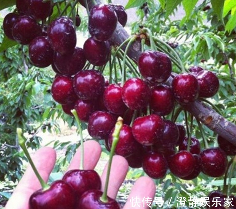 排水|阳台别再种花草，现流行种些水果，省钱四季都能吃