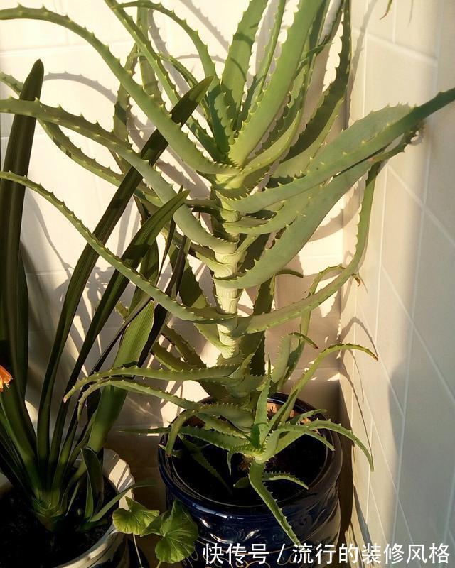 芦荟“真好养”，长了3米高，长成芦荟大树，叶子太厚，吃不完