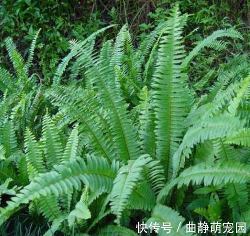 大山|农村大山里的野草,农民拿来当柴烧,老中医当宝,补肝肾,活筋骨