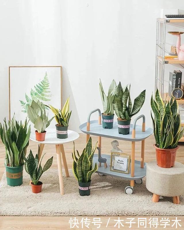 客厅养花就选这六种,寿命长、寓意好,省心又好养,你家养了几种