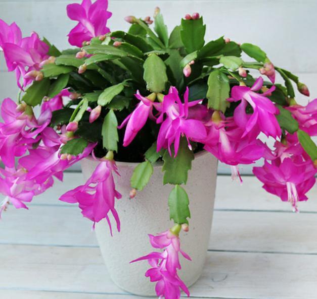 蟹爪兰|秋冬最适合盆栽蟹爪兰,满足3需求,一茬接着一茬往外窜花