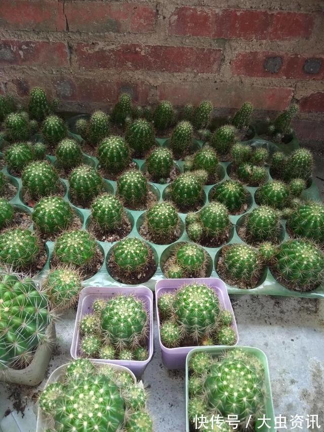 阳台养什么花?4种小盆栽真不错,开旺了满阳台爬