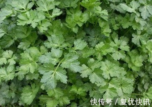 泡水|此物全身都是宝,特别是叶子,拿来泡水喝,助睡眠,清理血管毒素