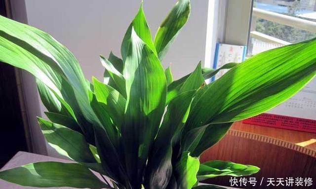 绿萝|13种耐阴花卉,光照不足也能生长旺盛,开花茂密