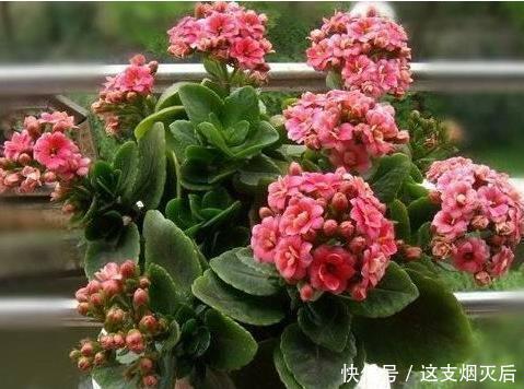 现在扦插此4种花,一周就长芽生根,一棵变多棵,成养花大户了