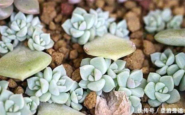 出芽率|从多肉植物上掰下来的叶片,怎样才能长成一棵多肉!