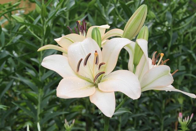 养好百合花,这几点要知道,小心花期连花都没有!