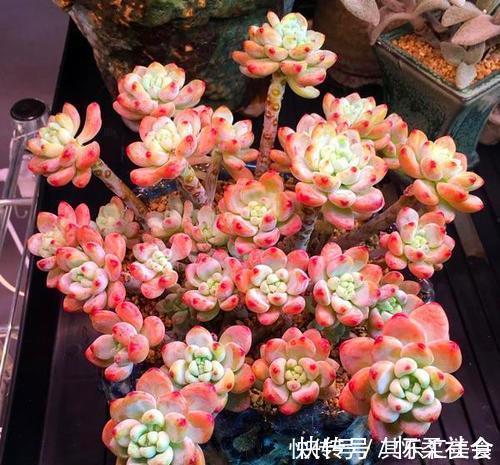 叶片|3种多肉植物，叶片有香味，遇水易疯长，养成小老桩！