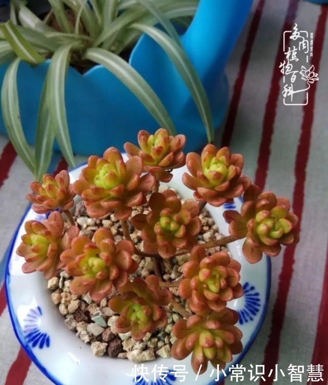 艳日辉|我是多肉飘窗党，我来晚了！我是多肉飘窗党，我来晚了！