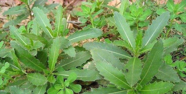 刺儿菜是一种什么样的植物