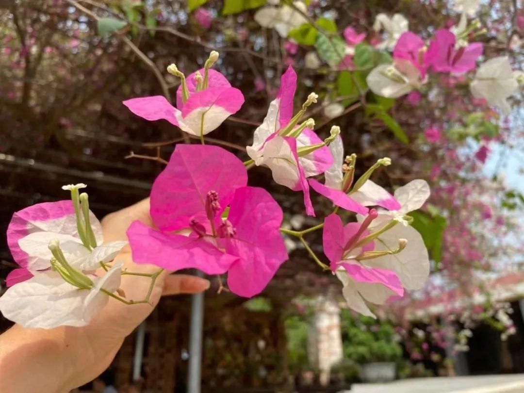 南宁的这棵三角梅成了“网红”，开出三种颜色的花