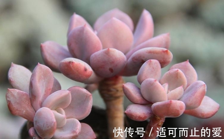 以爱神丘比特为名的多肉,不仅非常好养,养好了叶片还会变成心形