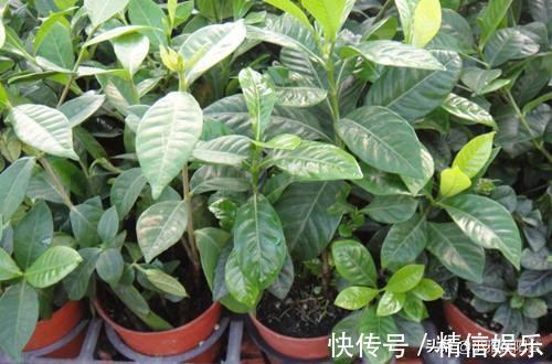 小技巧|学会3个扦插小技巧,不花钱就能养花,生根发芽快,呼呼长满盆!