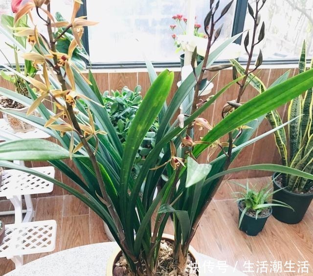 花友|兰花冒出一串黏黏的“小水珠”,恭喜你,终于撞“大运”了!