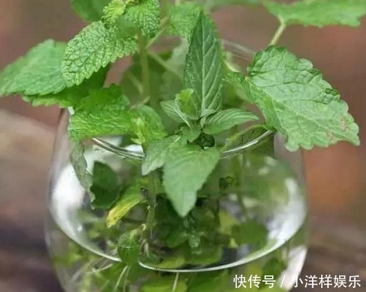 天竺葵|这些花卉盆栽随手掐根枝,插土里就能活,天冷也不怕!