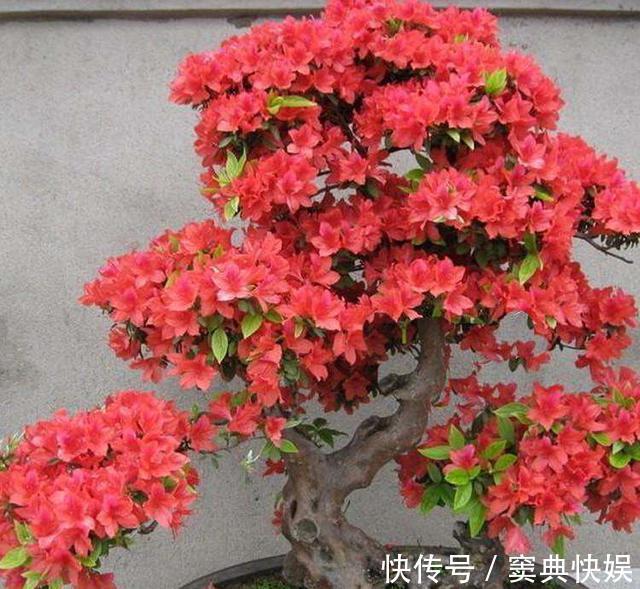 室外养杜鹃花,注意5个“细节”,枝繁叶茂,开花满枝,长成老桩