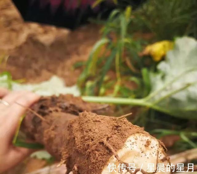 恶实|常被误认成山药,我国爱吃的人少,出口国外却成“明星”食品!
