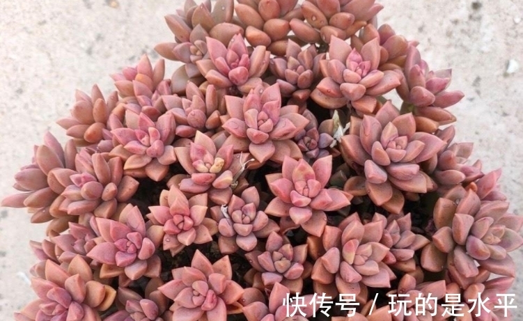 成功率|养姬胧月,按刘奶奶的方法照顾,普货也能拥有贵货的格调