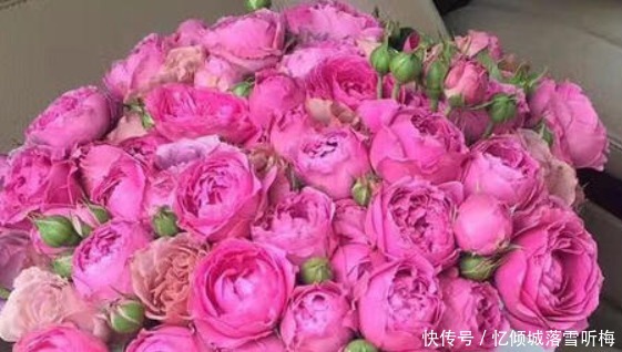 优雅|大家见过“迷雾泡泡玫瑰”吗高贵纯洁，优雅浪漫，颜值高寓意好