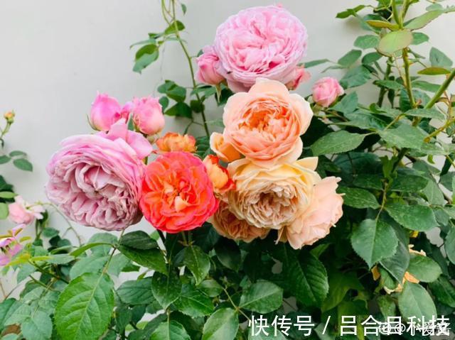 月季|22种最漂亮的月季，一次能开300天，满屋飘香开花多