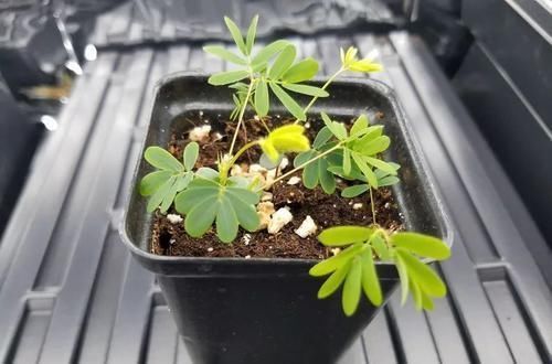用种子培育的含羞草盆栽,还能开出粉色的绒球花朵