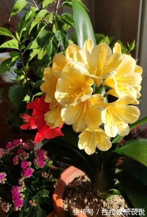 健壮|家里君子兰不开花、夹箭,教你个方法,轻松搞定