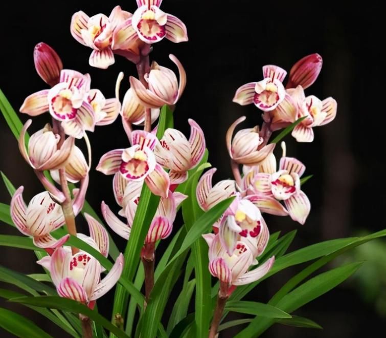  开花|建兰荷瓣新宠“七彩玲珑”，花色艳丽，香味扑鼻，开花后自带仙气